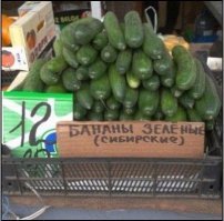 Невкусные пупырышки, или Почему горчат огурцы