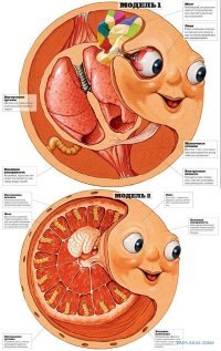 Колобок в разрезе .