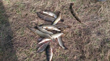 Целая стая волков!