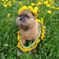 Знакомьтесь: Джек - король одуванчиков)