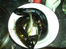 Я всё жду когда у нас лёд с озёр сойдёт.
В этом году готов к рыбалкам!
В прошлом году почти всё лето в лесу провёл, в выходные и после работы.
В этом году у меня и график работы уже сутки через три, и воблеров-блёсен кучу накупил, леску плетёночку, катушку хорошую.
Даже мопед приобрёл, чтоб до дальних озёр добираться :).
Думаю, через пару недель уже пойду.