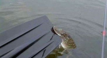 Щука — пресноводный волк