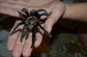 Чувак всё правильно сделал )))
А вот и мой питомец