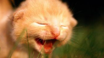 У меня нет вопросов. На все я уже получил ответы. А вот смотреть на поиски истины других, почти физически больно. Это как смотреть на мучения в поисках материной сиськи слепых кутят.