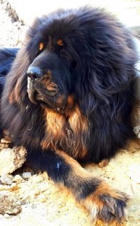 Наш тибетский мастиф Барни... Ему даже делать ничего не надо. Просто выйти к калитке)))