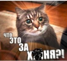 Как в Австралии будут убивать кошек