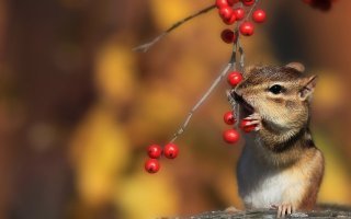 Позитив из дикой природы