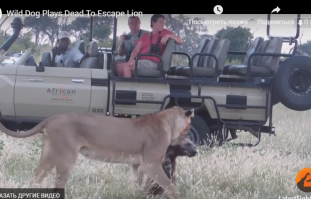 Странно... почему авто не огорожено решетками. Интересно, туристы которые это снимали, думали что сами могут стать частью львиной трапезы?!?!