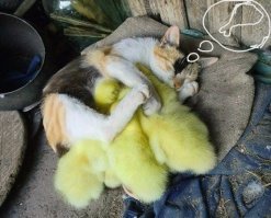 Приезжайте к нам в колхоз - куры, дуры и навоз