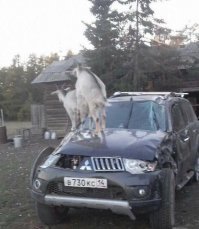 "Прадам. В атличном састаянэ. На капотэ муха нэ эпался...казэл эпался,но мухэ тошна нэт!"