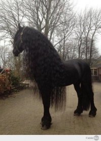 Эстетика чёрного цвета