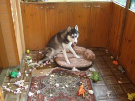 У меня хаски в частном доме.
Даже знакомые заходить опасаются:
всех залижет.