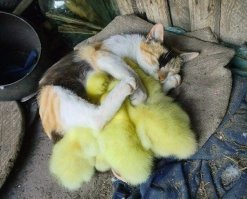 Ми-Ми-Мишность этой фотки зашкаливает)))