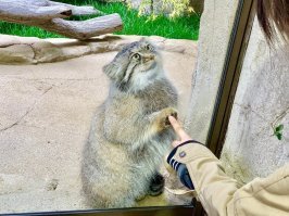 Первый раз вижу фоно манула, на котором у него довольный вид :)
