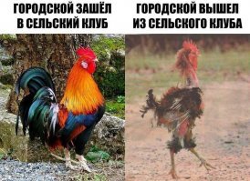 Приезжайте к нам в колхоз - куры, дуры и навоз