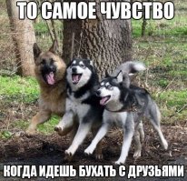 20 ситуаций, когда табличка «Осторожно, злая собака» нагло обманывала всех вокруг