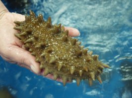 Почему бы и нет?)))