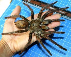 Ну, как тебе сказать... Лучше первым пауком Брахипельму Альбипелоссума ;)
А, Голиаф - да, прекрасен )))