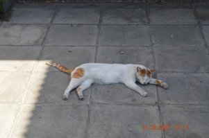 В коллекцию, Кипр. Там котиков много, лежат где хотят и все их обходят. Обратил внимание, что у всех на левом ухе треугольный вырез, потом дошло, что киприоты их стерилизуют и делают отметину.