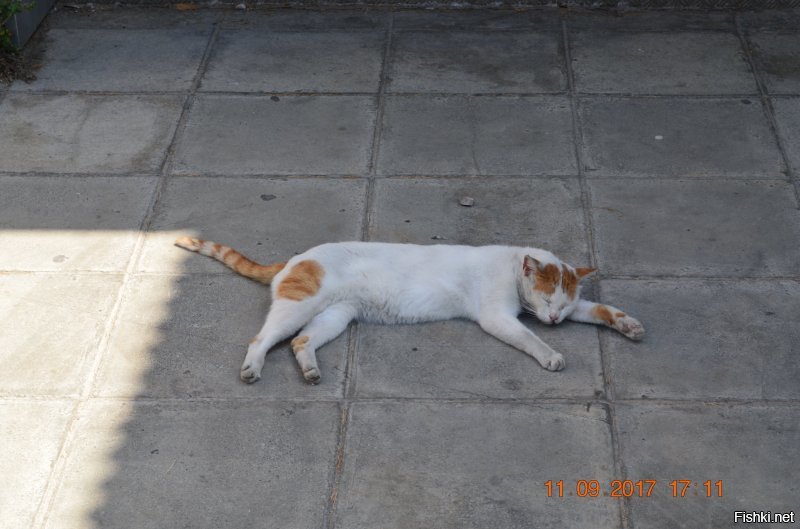 В коллекцию, Кипр. Там котиков много, лежат где хотят и все их обходят. Обратил внимание, что у всех на левом ухе треугольный вырез, потом дошло, что киприоты их стерилизуют и делают отметину.