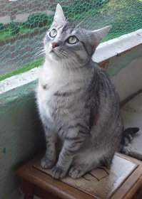 Задумчивый взгляд...