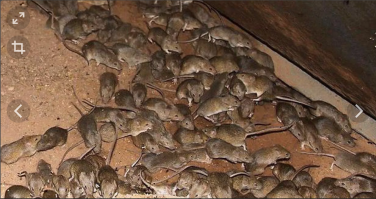 Грызуны быстро размножаются, и они мерзкие!