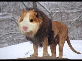 25 самых странных животных планеты
