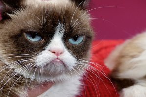 Интересно, а новопреставленную Grumpy Cat энтот художник увековечил?