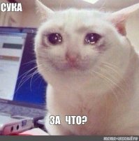 Как в Австралии будут убивать кошек