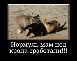 Драматическая фотоистория спасения крольчонка от вороны