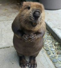 Всем бобра!