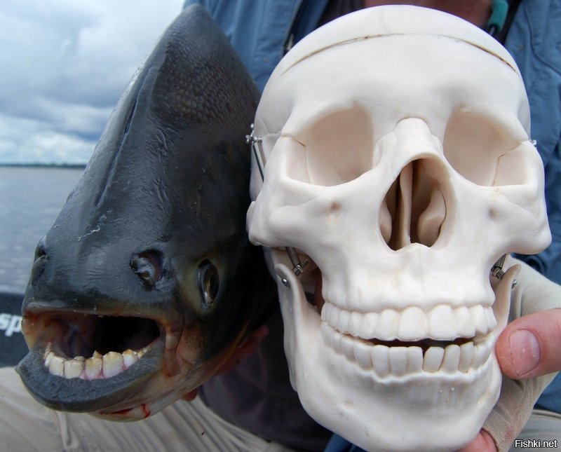 Американка нашла на пляже рыбу с человеческими зубами