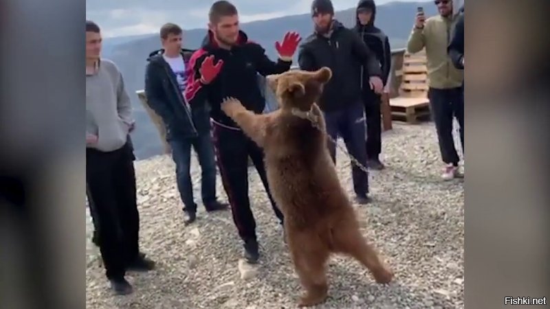 Пока Макгрегор строил жилье для бездомных, кебаб дрался с привязаным медвежонком.