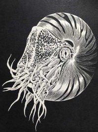Масаё Фукуда (Masayo Fukuda)