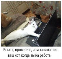 25 ситуаций, в которых кошки ведут себя как люди