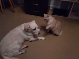 Мои комок вселенского зла и кусок вселенского жора.