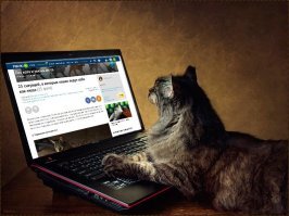 Придумывают посты в которых кошки ведут себя как люди .