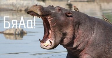 Чудище из под воды