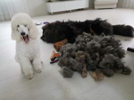 Ему только год. Первая линька этой весной. Пуха много, да. Вычесываем часто, но это только в период сильной линьки. Зимой проблем вообще не было, просто расчесывали. 
На этом фото результат одного "вычеса" двухчасового. 800 граммов пуха)