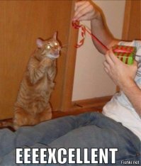 25 ситуаций, в которых кошки ведут себя как люди