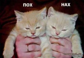 25 ситуаций, в которых кошки ведут себя как люди