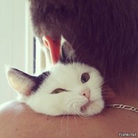 25 ситуаций, в которых кошки ведут себя как люди