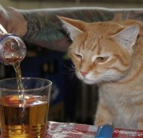 25 ситуаций, в которых кошки ведут себя как люди