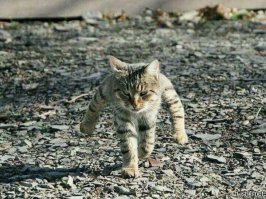 25 ситуаций, в которых кошки ведут себя как люди