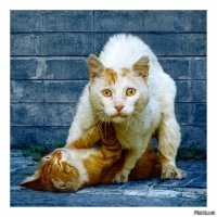 25 ситуаций, в которых кошки ведут себя как люди