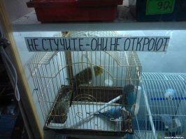 Пестрый мир попугаев