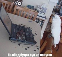 Пестрый мир попугаев