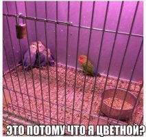 Пестрый мир попугаев