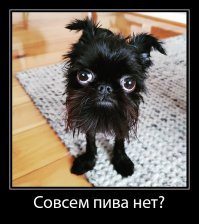 Это Кальмар - пёс, которого, казалось бы, можно встретить только в мультиках