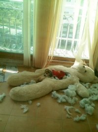 Безрассудные четвероногие, способные разнести дом в пух и прах